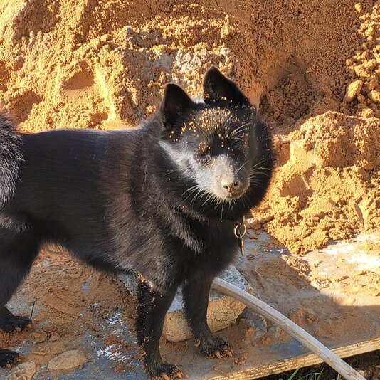 suki part of the landscaping team